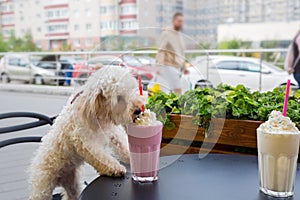 Dog breed maltipoo in a cafe