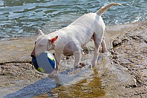 Dog of breed Miniature Bull Terrier sequence several photos.