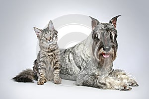 Dog of breed mittel schnauzer with a small kitten