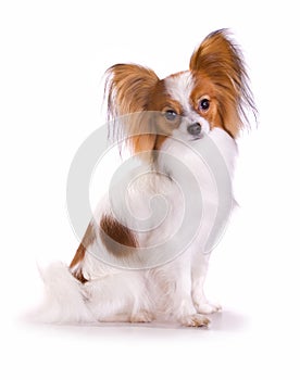 Dog of breed papillon