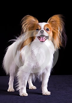 Dog of breed papillon