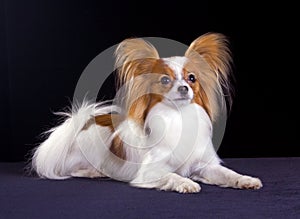 Dog of breed papillon