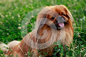 Dog breed Pekingese