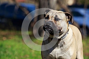 Dog breed Perro De Presa photo