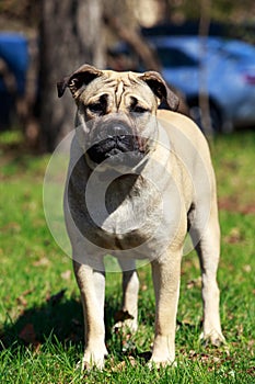 Dog breed Perro De Presa photo