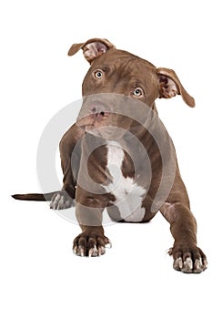 Dog breed pit bull