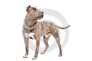 Dog breed pit bull photo