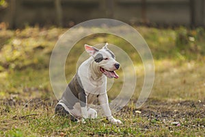 dog breed pit bull terrier on the playground