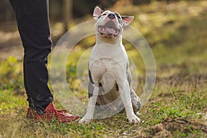 dog breed pit bull terrier on the playground