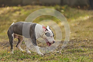 dog breed pit bull terrier on the playground