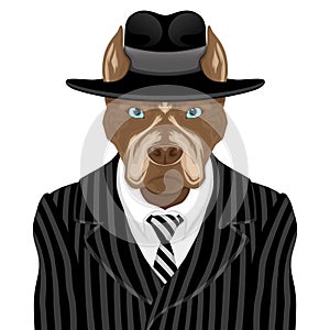 Dog breed pit bull terrier in suit of the gangster.