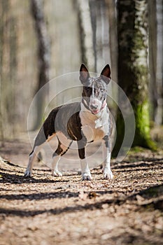 Dog breed Pit Bull Terrier walking