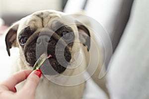 Dog breed pug eating jelly worm