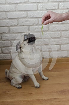 Dog breed pug eating jelly worm