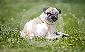 Dog breed pug lying in the green garden photo