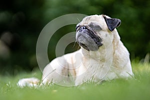 Dog breed pug lying in the green garden photo