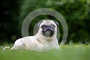 Dog breed pug lying in the green garden photo