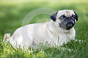 Dog breed pug lying in the green garden photo