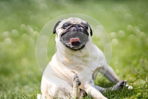 Dog breed pug lying in the green garden photo