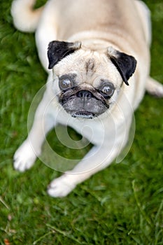 Dog breed pug lying in the green garden photo