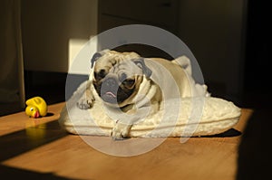 Dog breed pug on pillow