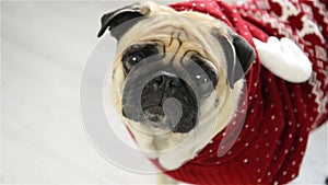 Dog of breed a pug in a reindeer suit. The clever animal looks in the camera sad eyes. Merry Christmas. Happy New Year.