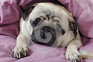 Dog breed pug sleeping under the pink blanket