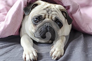 Dog breed pug under the pink blanket