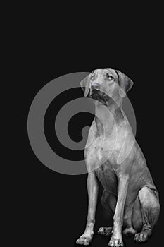 Dog breed Rhodesian Ridgeback bw portrait on a dark background sits and carefully looks