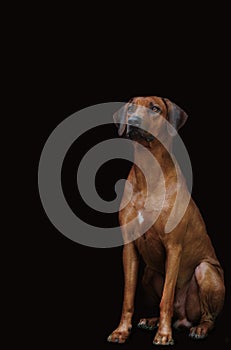 Dog breed Rhodesian Ridgeback color portrait on a dark background sits and carefully looks