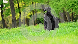 Dog breed Russian Black Terrier running on green grass, slow motion video.