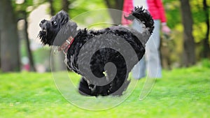 Dog breed Russian Black Terrier running on green grass, summer time. slow motion video.