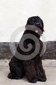 Dog breed Russian Black Terrier