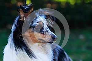 Dog breed Sheltie