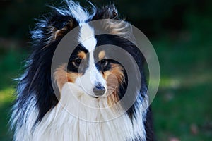 Dog breed Sheltie