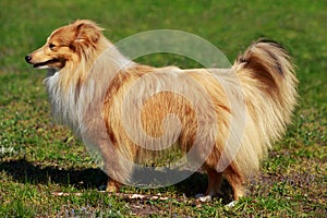 Dog breed Sheltie