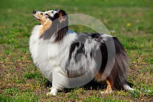 Dog breed Sheltie