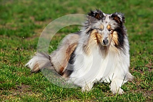 Dog breed Sheltie