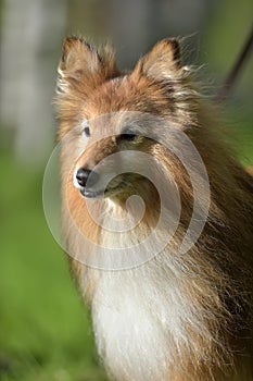 The dog breed Sheltie