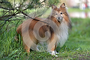The dog breed Sheltie
