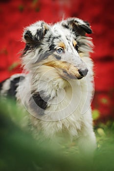 Dog breed sheltie tri-color