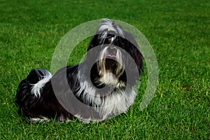 Dog breed Shih Tzu