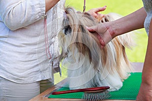 Dog breed Shih Tzu