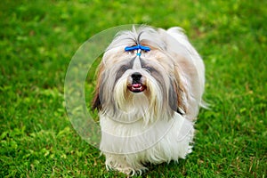 Dog breed Shih Tzu