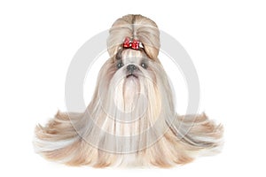 Dog of breed shih-tzu