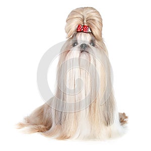 Dog of breed shih-tzu