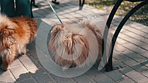 Dog breed Shih Tzu barking at the camera. Close up. Then another dog comes running.