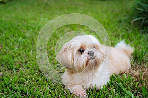 Dog breed Shih-Tzu Brown fur That is in the garden of grass.