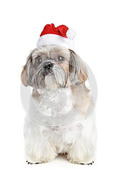 Dog of breed shih-tzu in Christmas hat