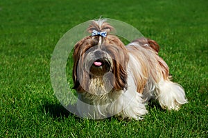 Dog breed Shih Tzu